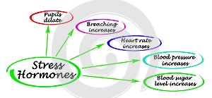 actions of stress hormones