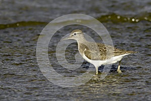 Actitis hypoleucos / common sandpiper in natural habitat