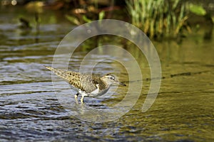 Actitis hypoleucos / common sandpiper in natural habitat