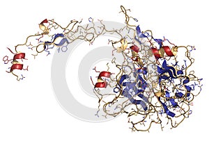 Activated coagulation factor VII (FVIIa), chemical structure. Plays role in blood clotting (coagulation). Recombinant protein used