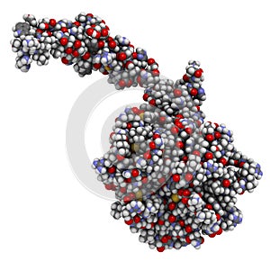 Activated coagulation factor VII (FVIIa), chemical structure. Plays role in blood clotting (coagulation). Recombinant protein used