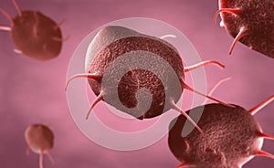 Activated platelets, also called thrombocytes responsible for the healing and closure of wounds