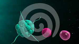 Activating T cells and B cells in immune system