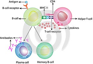 Activation of B-cell. adaptive immune system. plasma cell and memory B cell