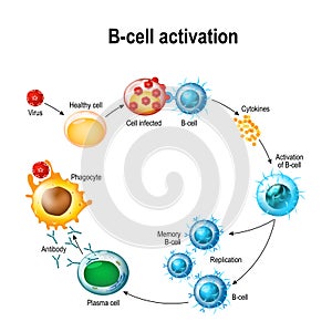 Activation of B-cell leukocytes photo