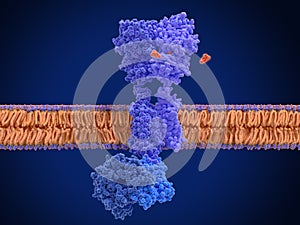 Activation of the GABA B receptor by  the agonist baclofen