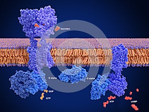 Activation of the GABA B receptor by an agonist leads to a cAMP signal cascade