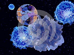 Activation of the immune response: antigen presenting cell activates T-lymphocytes (smaller c