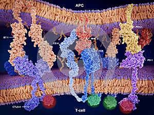 Activation and inhibition of the immune response on T-cells