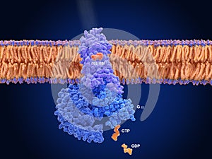 Activation of rhodopsin by light