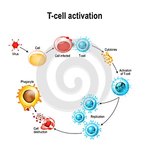 Activation of T-cell leukocytes