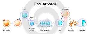 Activation of T cell leukocytes. Immune response