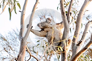 Active acrobatic koala climbing eucalyptus tree