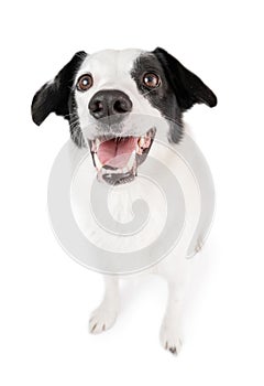 Active adorable dog Border collie with pleasure looks up at the camera and smiling.