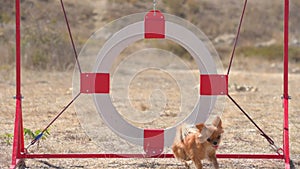 active agility sport training of small chihuahua pet dog jumping over ring during outdoor train leisure activity