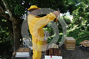 an active apiary on a small farm in the southern caribbean