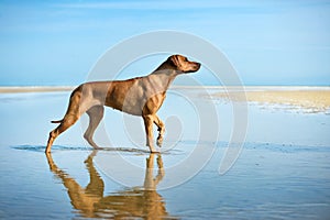 Active athletic dog puppy running at the sea