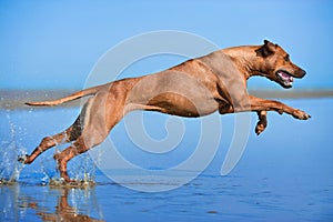 Active athletic dog puppy running at the sea