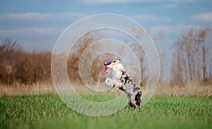 Active Aussie Shepherd Enjoying a Run in Lush Greenery. Energetic Dog in Nature