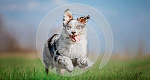 Active Aussie Shepherd Enjoying a Run in Lush Greenery. Energetic Dog in Nature