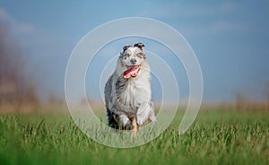 Active Aussie Shepherd Enjoying a Run in Lush Greenery. Energetic Dog in Nature