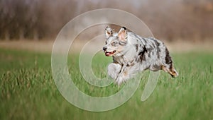 Active Aussie Shepherd Enjoying a Run in Lush Greenery. Energetic Dog in Nature