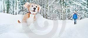 Active beagle dog running in deep snow. Winter walks with pets concept image