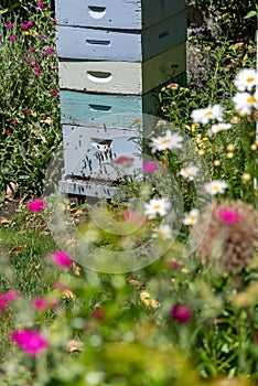 Active bee hives surrounded by colourful wildflowers.
