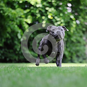 Active Blue Staffy Dog in the Garden