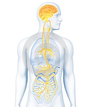 Active brain and energetic vagus nerve, communication, meditation, 3D illustration