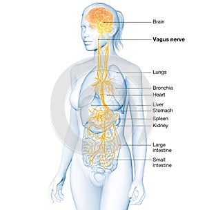 Active brain and energetic vagus nerve, communication, meditation, woman, labeled, 3D illustration photo