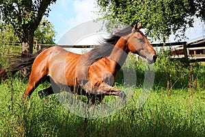 Active brown horse