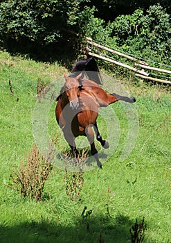 Active brown horse