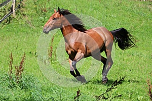 Active brown horse