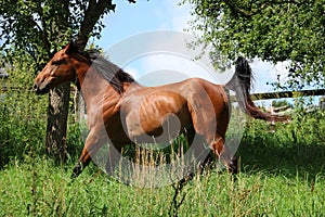 Active brown horse