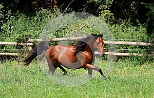 Active brown horse