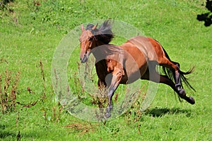 Active brown horse