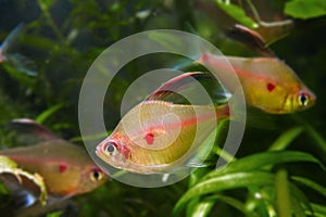 Active and curious male of bleeding heart tetra, Hyphessobrycon socolofi, freshwater fish, endemic of Rio Negro photo