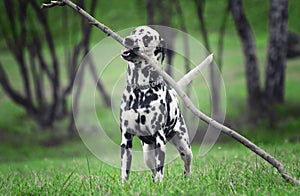 Active cute dalmatian running on green meadow.