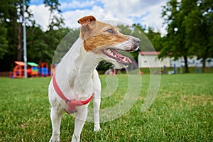 Active cute dog running on lawn with green grass.