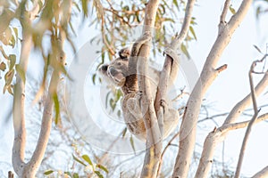 Active cute koala climbing eucalyptus tree