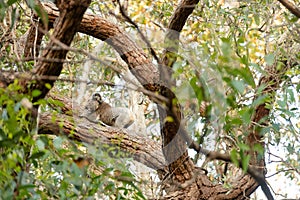 Active cute koala climbing eucalyptus tree