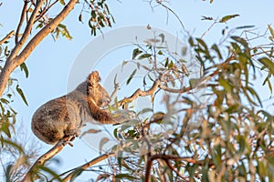 Active cute koala climbing eucalyptus tree