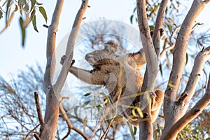 Active cute koala climbing eucalyptus tree