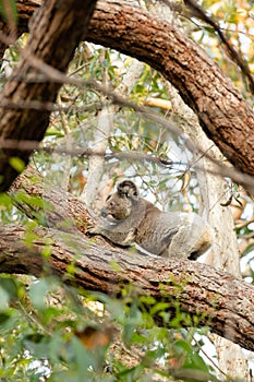Active cute koala climbing eucalyptus tree