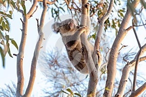 Active cute koala climbing eucalyptus tree