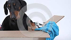 Active dachshund jumps out of cardboard box and flips it over, white background, close up. Naughty dog interferes with
