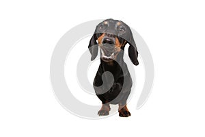 Active dachshund puppy dog making a funny happy face. Isolated on white background