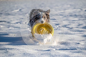 Active dog fetching flying disk in a deep snow in a freezing sunny day