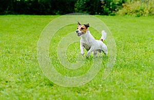 Active dog on green grass background running and playing